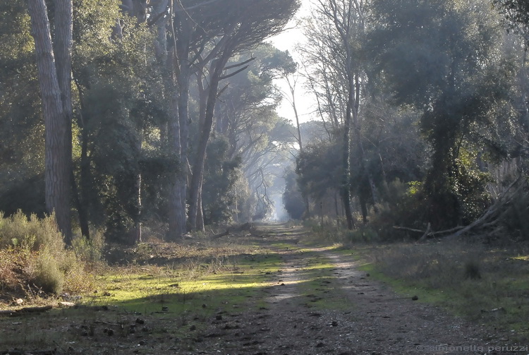Parco di San Rossore - un anno dopo